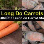 How long do Buckeyes last?