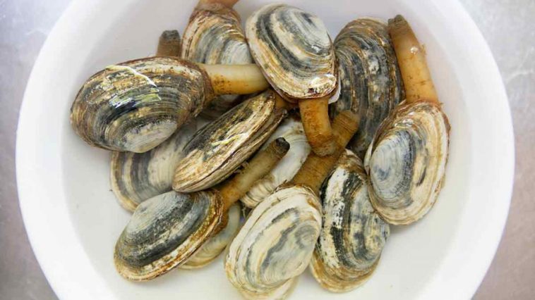 How long do I soak clams in salt water?