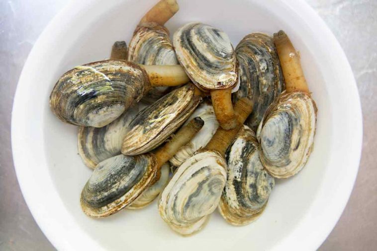How long do I soak clams in salt water?