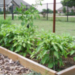 How long do jalapenos take to grow from seed?