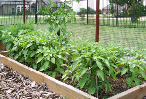 How long do jalapenos take to grow from seed?