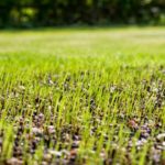 How long do jalapeños take to grow from seed?