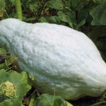 How long does blue hubbard squash keep?