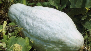 How long does blue hubbard squash keep?