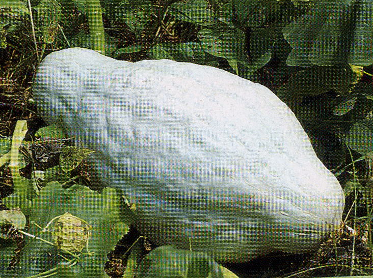 How long does blue hubbard squash keep?