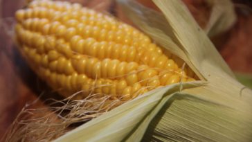 How long does corn on the cob last in the freezer?