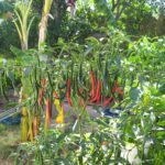 How long does it take for Thai peppers to turn red?