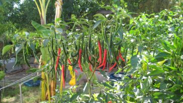 How long does it take for Thai peppers to turn red?