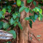 How long does it take for a pepper plant to bear fruit?