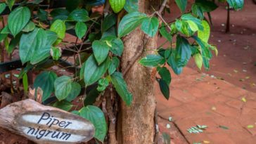 How long does it take for a pepper plant to bear fruit?