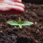 How long does it take for melon seeds to germinate?