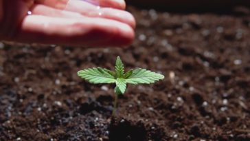 How long does it take for melon seeds to germinate?