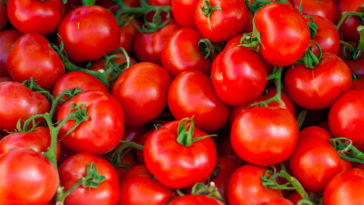 How long does it take tomatoes to turn red?