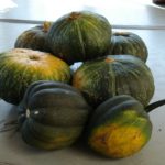 How long does kabocha squash last?