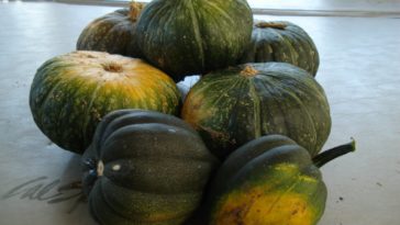 How long does kabocha squash last?