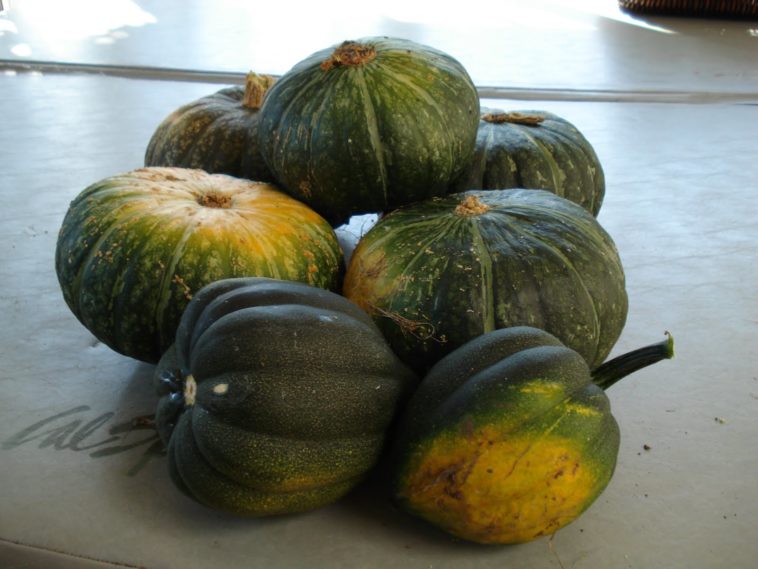 How long does kabocha squash last?