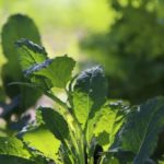 How long does kale take to grow indoors?
