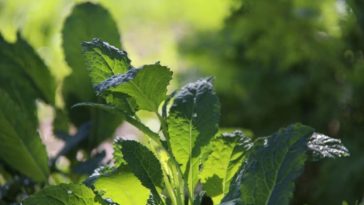 How long does kale take to grow indoors?
