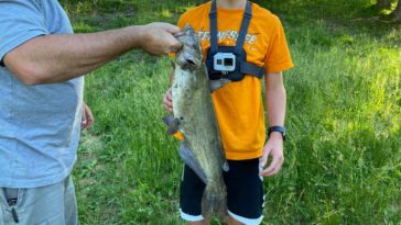 How long is a 1 pound catfish?