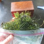 How long will fresh dill last in freezer?