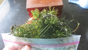 How long will fresh dill last in freezer?