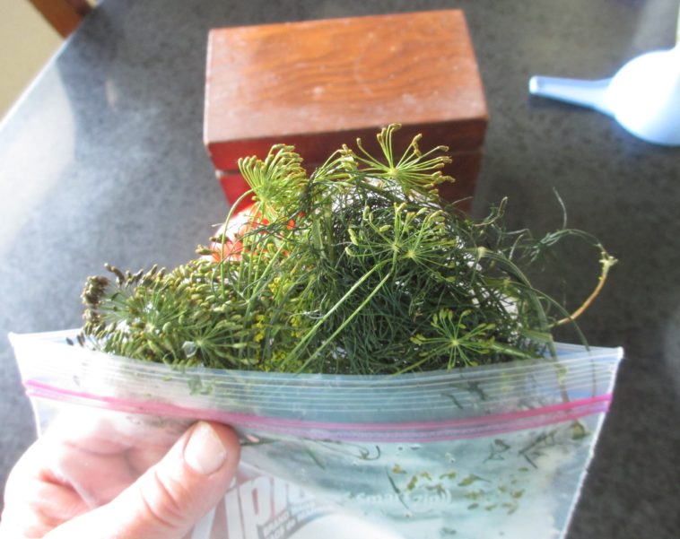 How long will fresh dill last in freezer?