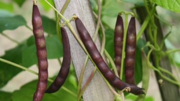 How many black beans do you get from one plant?