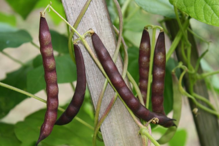 How many black beans do you get from one plant?