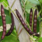 How many black beans do you get from one plant?