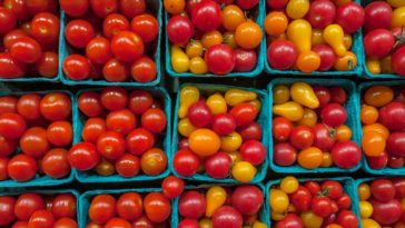 How many cherry tomatoes can I eat a day?