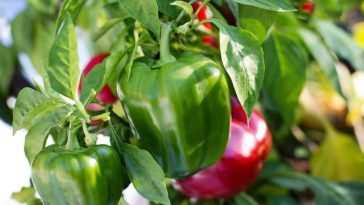 How many chili peppers do you get per plant?