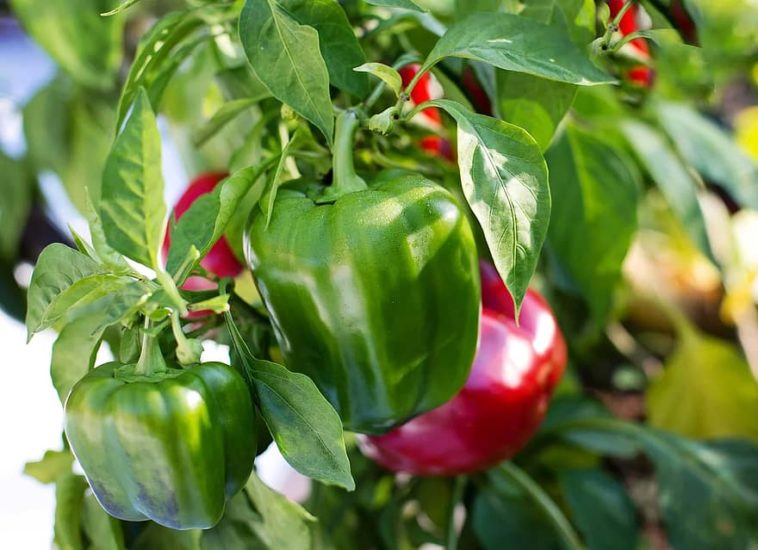 How many chili peppers do you get per plant?