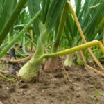 How many days do onions take to grow?