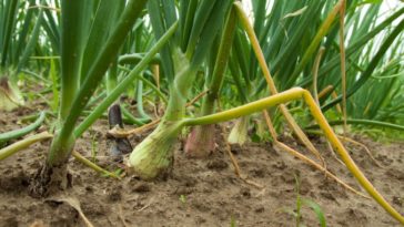 How many days do onions take to grow?