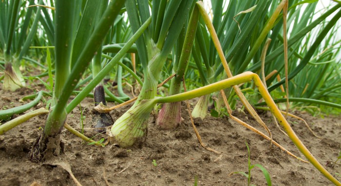 How many days do onions take to grow?