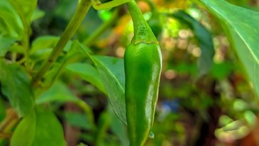 How many jalapenos does a plant produce?