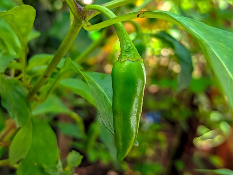 How many jalapenos does a plant produce?