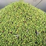 How many olives should I eat a day?