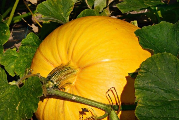 How many pumpkins can one plant produce?