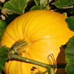 How many pumpkins can one plant produce?