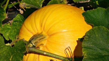 How many pumpkins can one plant produce?
