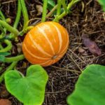 How many pumpkins do you get per plant?