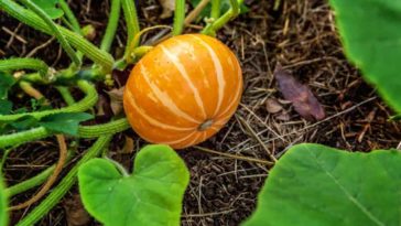 How many pumpkins do you get per plant?