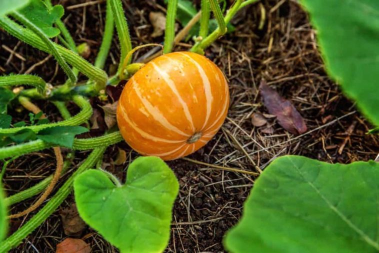 How many pumpkins do you get per plant?