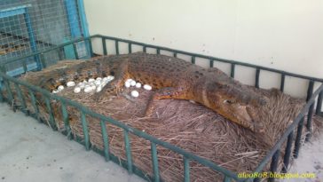 How many times a year does an alligator lay eggs?