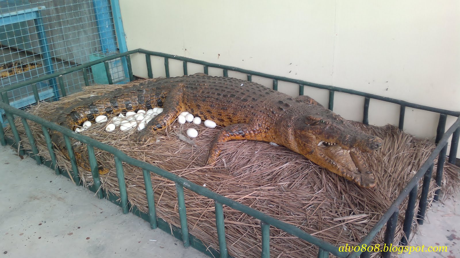 How many times a year does an alligator lay eggs?