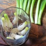 How many times can you regrow green onions?