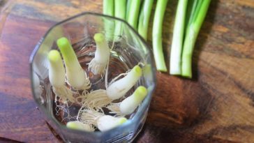 How many times can you regrow green onions?