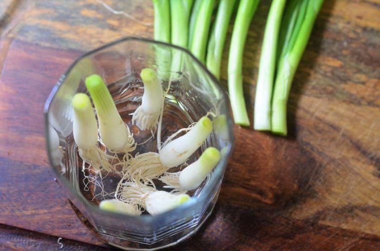How many times can you regrow green onions?