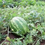 How many watermelons do you get per plant?